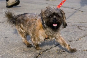 Auggies 5K Photos